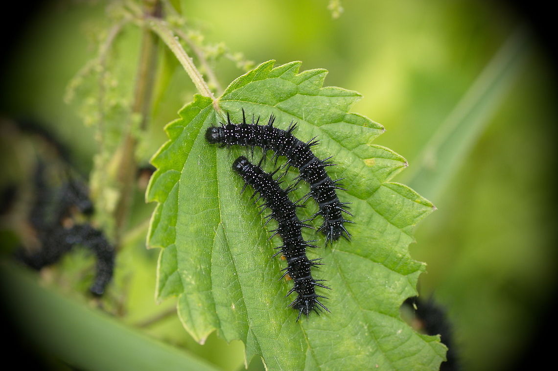 Caterpillar of the Peacock Two caterpillars of the peacock butterfly. They where eating away stinging nettle in a fast pace so to me that makes it very usefull caterpillars. I wonder if they take care not to hurt eachother with those spines.<br />
<br />
Dutch name: Rups van de Dagpauwoog (Aglais io) European Peacock,Geotagged,Inachis io,The Netherlands