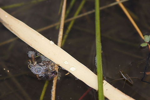 Hide and seek This is a failed attempt to photograph a water skipper. I was about to delete the photo till I spotted alien eyes obsereving me from beneath the surface. You can find them for yourself ;) Geotagged,The Netherlands