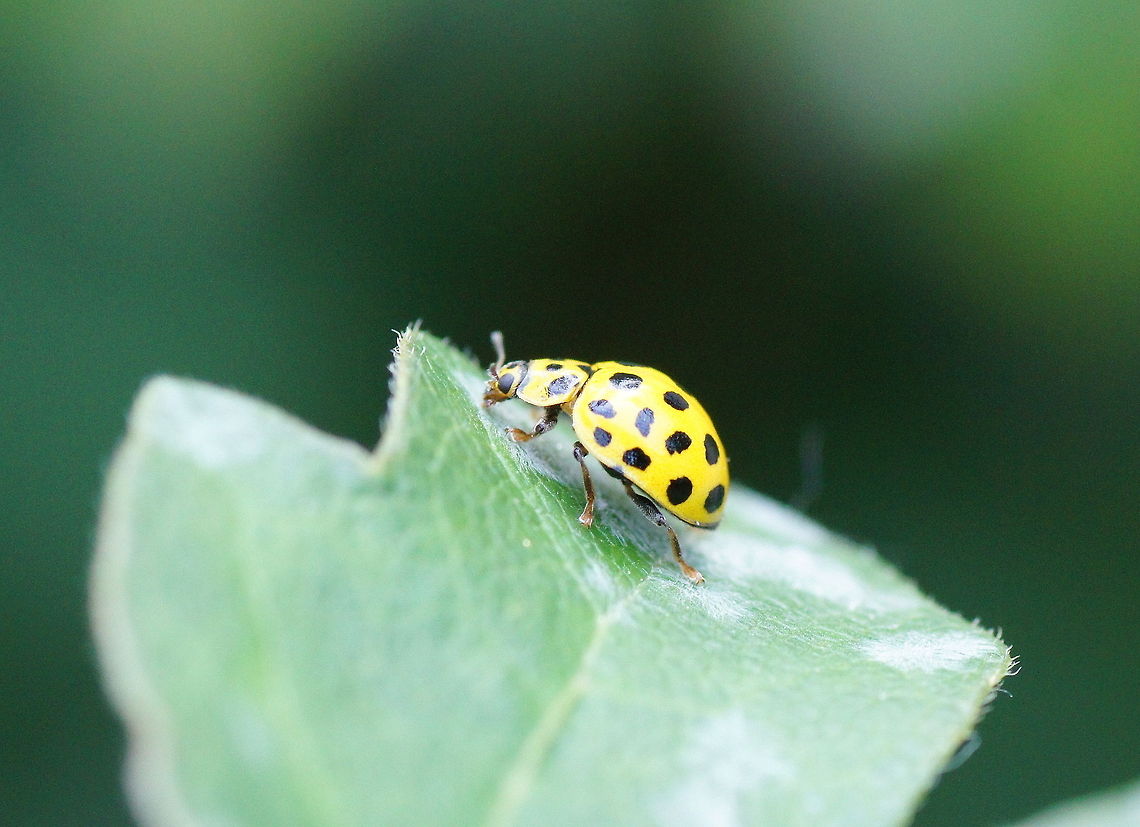 Citrus ladybug Dutch name: Citroenlieveheersbeestje (Psyllobora vigintiduopunctata) Geotagged,Psyllobora vigintiduopunctata,The Netherlands