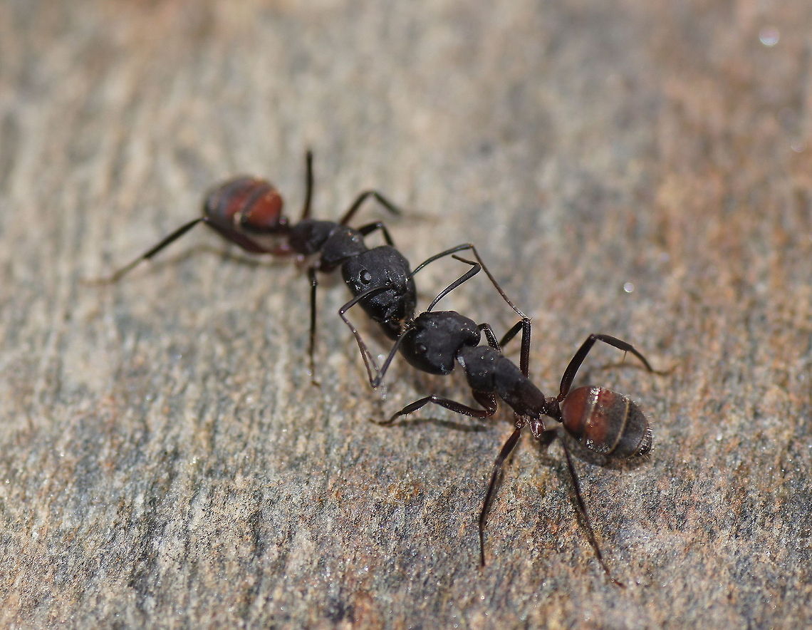 Gossip ant style Two ants having a conversation.<br />
<br />
Dutch name: Reuzenmier (Camponotus Ligniperda)<br />
I am not sure about the exact specie. Camponotus ligniperdus,Geotagged,Spain