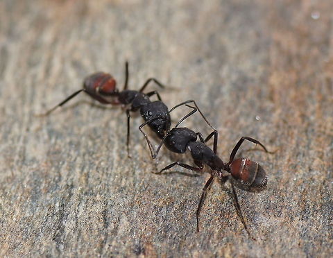 Gossip ant style Two ants having a conversation.

Dutch name: Reuzenmier (Camponotus Ligniperda)
I am not sure about the exact specie. Camponotus ligniperdus,Geotagged,Spain