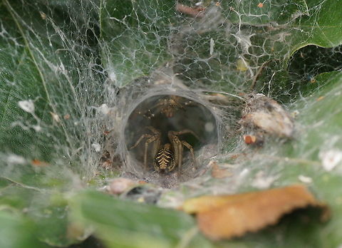 Labyrinth orbweaver My version of the labyrinth spider's den.

Dutch name: Doolhofspin (Agelena labyrinthica)  Agelena labyrinthica,Geotagged,The Netherlands