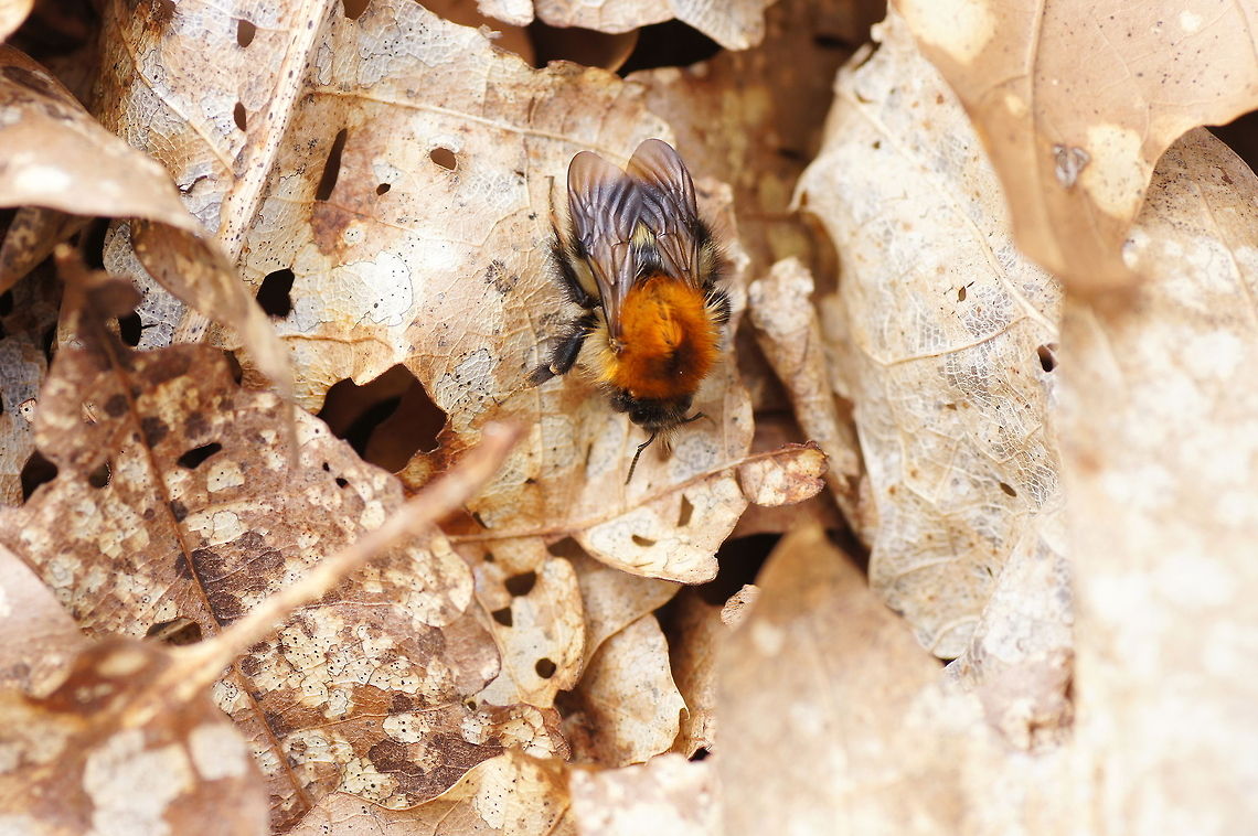 Queen carder bee I don&#039;t know for sure but I think this is a queen carder bee because the bee was quite big and it was looking under the leaves.<br />
<br />
Dutch name: Akkerhommel koningin (Bombus Pascuorum) Bombus pascuorum,Geotagged,The Netherlands