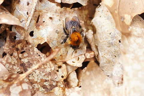 Queen carder bee I don't know for sure but I think this is a queen carder bee because the bee was quite big and it was looking under the leaves.

Dutch name: Akkerhommel koningin (Bombus Pascuorum) Bombus pascuorum,Geotagged,The Netherlands