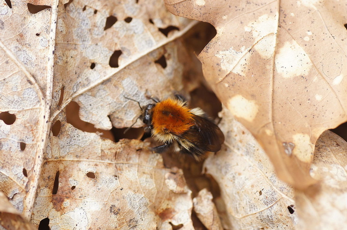 Queen carder bee I don&#039;t know for sure but I think this is a queen carder bee because the bee was quite big and it was looking under the leaves.<br />
<br />
Dutch name: Akkerhommel koningin (Bombus Pascuorum) Bombus pascuorum,Geotagged,The Netherlands