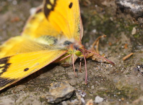 Clouded Yellow Those eyes...

Dutch name: Oranje luzernevlinder (Colias Croceus) Colias croceus,Dark Clouded Yellow,Geotagged,Spain