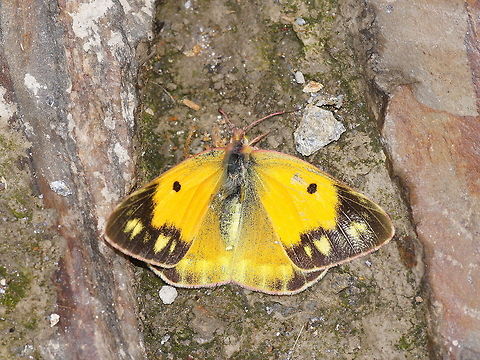 Clouded yellow top view This clouded yellow was sitting in the middle of a paved walking road. No idea why...

Dutch name: Oranje luzernevlinder (Colias Croceus) Colias croceus,Dark Clouded Yellow,Geotagged,Spain