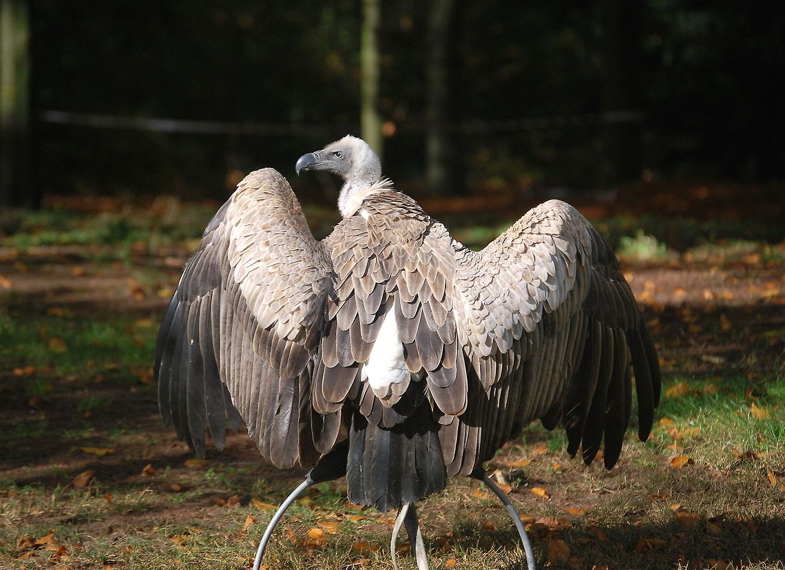 White-backed Vulture with spreaded wings White-backed vulture during a bird show. He/she was spreading it&#039;s wings to catch some extra warmth from the sun.<br />
<br />
Dutch name: Witruggier (Gyps africanus) Gyps africanus,White-backed Vulture