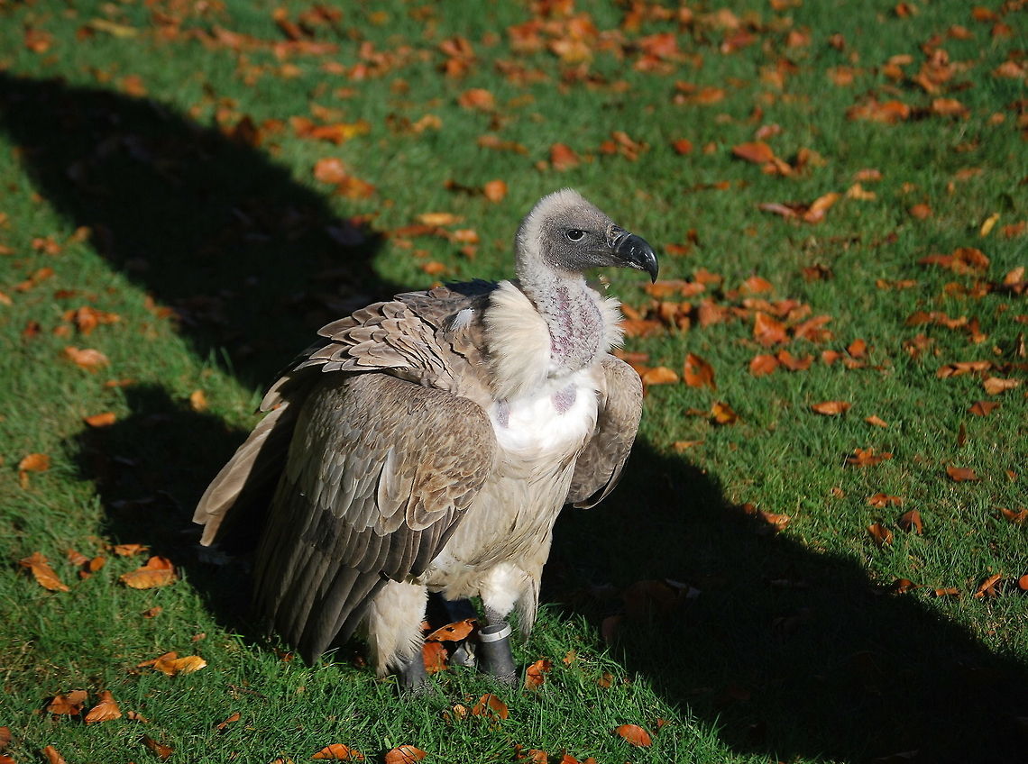 White-backed Vulture White-backed vulture during a bird show.<br />
<br />
Dutch name: Witruggier (Gyps africanus) Gyps africanus,White-backed Vulture