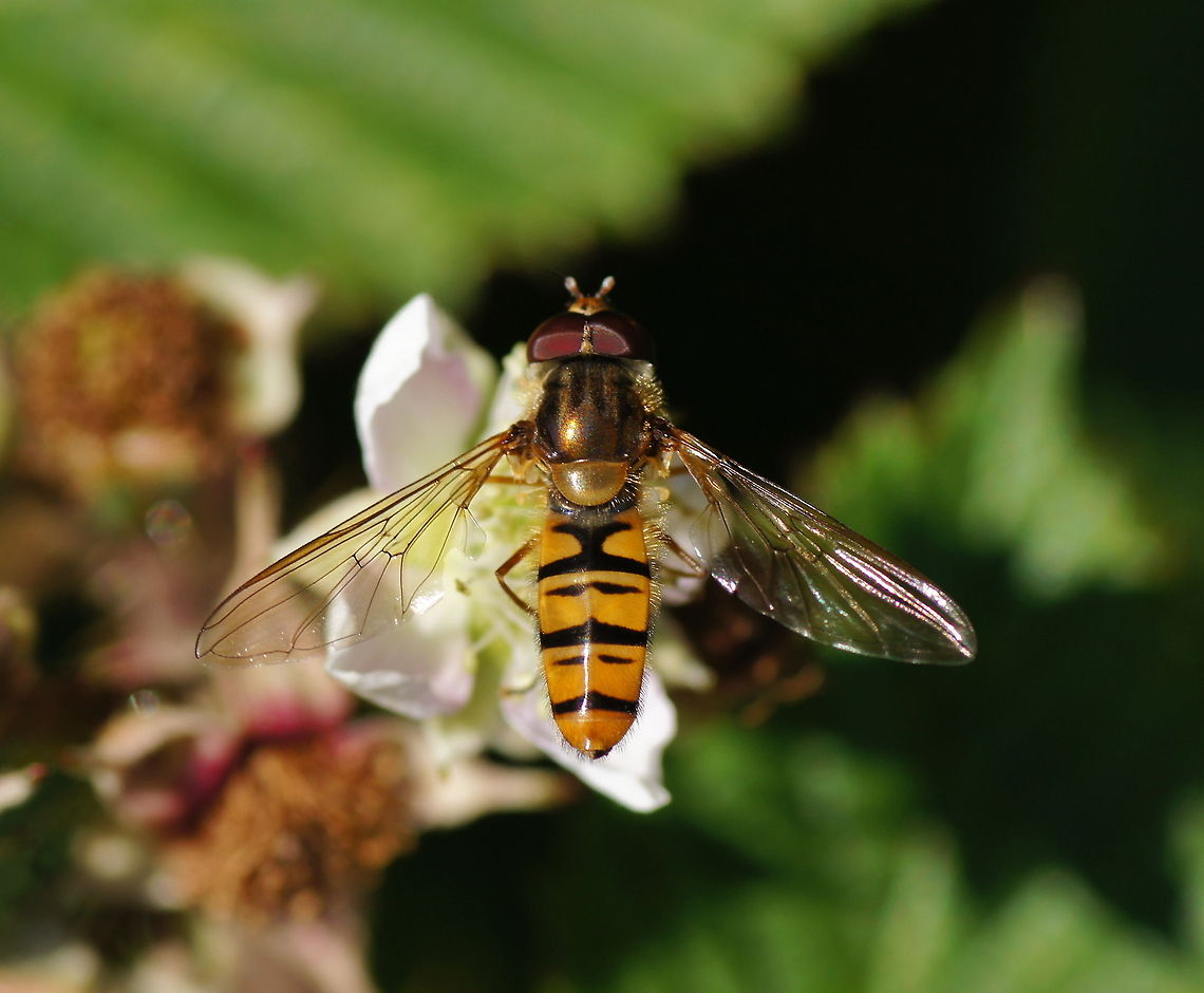 Marmalade Hoverfly Dutch name: Pyjamazweefvlieg (Episyrphus balteatus) Episyrphus balteatus,Geotagged,Marmalade Hoverfly,The Netherlands