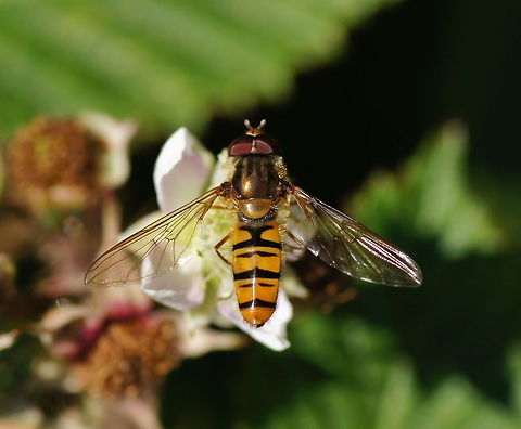 Marmalade Hoverfly Dutch name: Pyjamazweefvlieg (Episyrphus balteatus) Episyrphus balteatus,Geotagged,Marmalade Hoverfly,The Netherlands