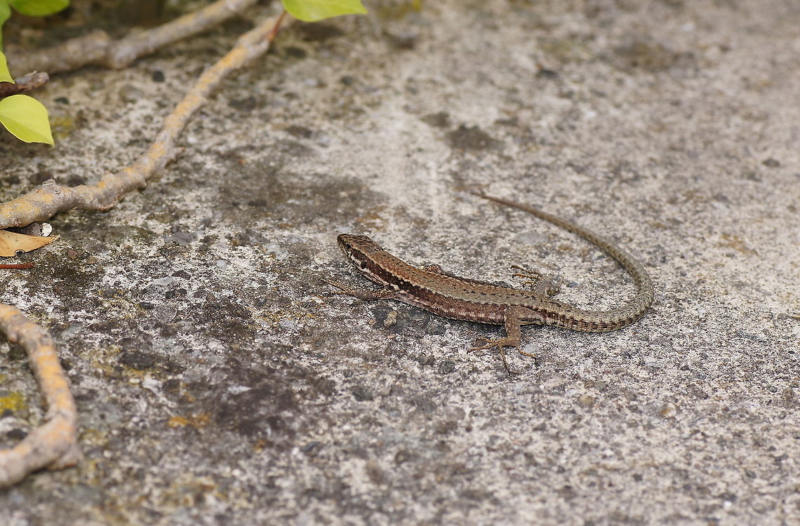 Wall Lizard For me lizards are signs of a warm climate. But this one was living in Innsbruck, Austria, which I would say isn't that warm at all.<br />
<br />
Dutch name: Muurhagedis (Podarcis Muralis) Austria,Common wall lizard,Geotagged,Podarcis muralis