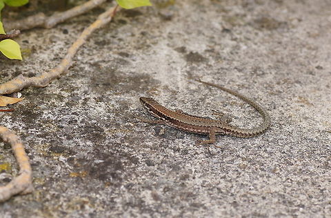Wall Lizard For me lizards are signs of a warm climate. But this one was living in Innsbruck, Austria, which I would say isn't that warm at all.

Dutch name: Muurhagedis (Podarcis Muralis) Austria,Common wall lizard,Geotagged,Podarcis muralis