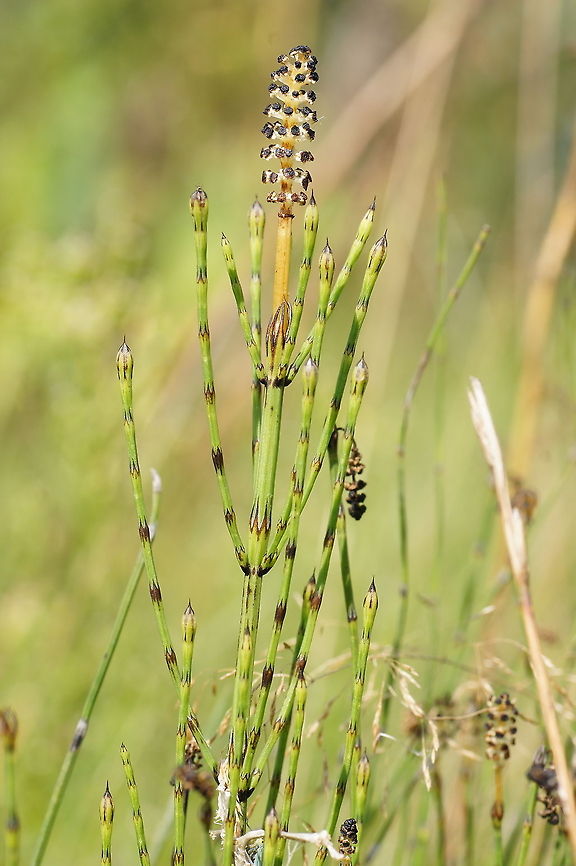 Marsh Horsetail Dutch name:  Lidrus (Equisetum palustre)  Equisetum palustre,Geotagged,Marsh horsetail,The Netherlands