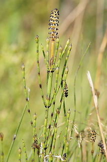 Marsh Horsetail Dutch name:  Lidrus (Equisetum palustre)  Equisetum palustre,Geotagged,Marsh horsetail,The Netherlands