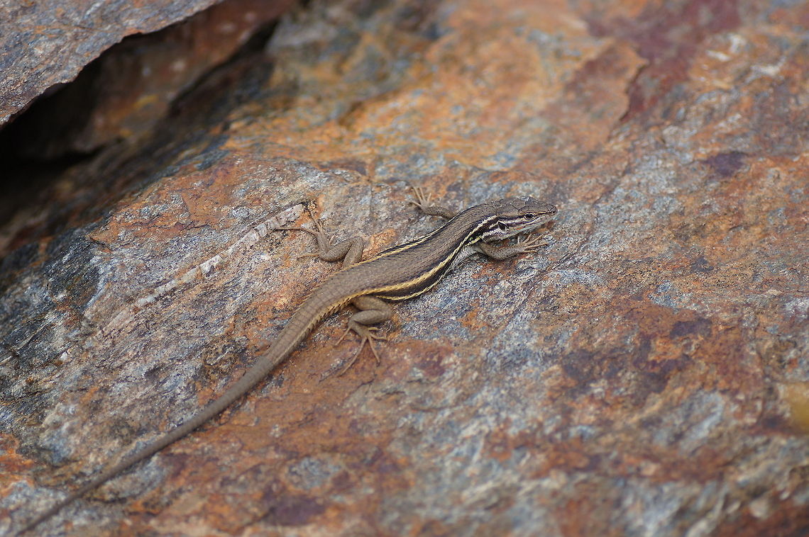 Algerian Sandwalker Notice the spike edged scales, clearly different from the round scales of wall lizards. Geotagged,Large Psammodromus,Psammodromus algirus,Spain