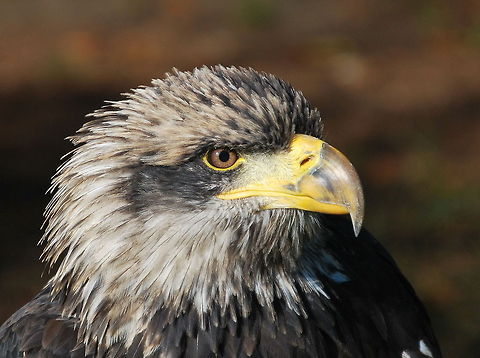 Bald eagle head Young bald eagle. Photo taken during a bird show. Bald Eagle,Haliaeetus leucocephalus