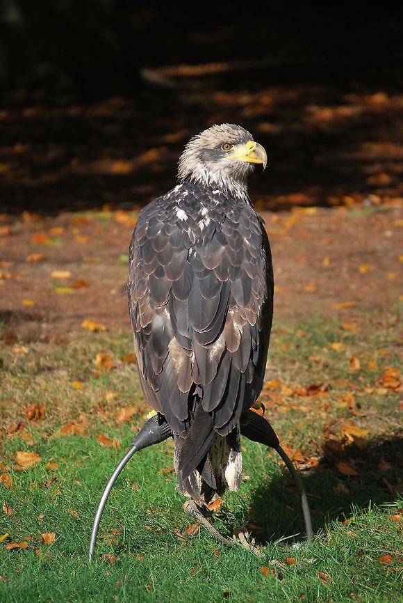 Bald Eagle Young bald eagle. Photo taken during a bird show. Bald Eagle,Haliaeetus leucocephalus