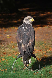 Bald Eagle Young bald eagle. Photo taken during a bird show. Bald Eagle,Haliaeetus leucocephalus