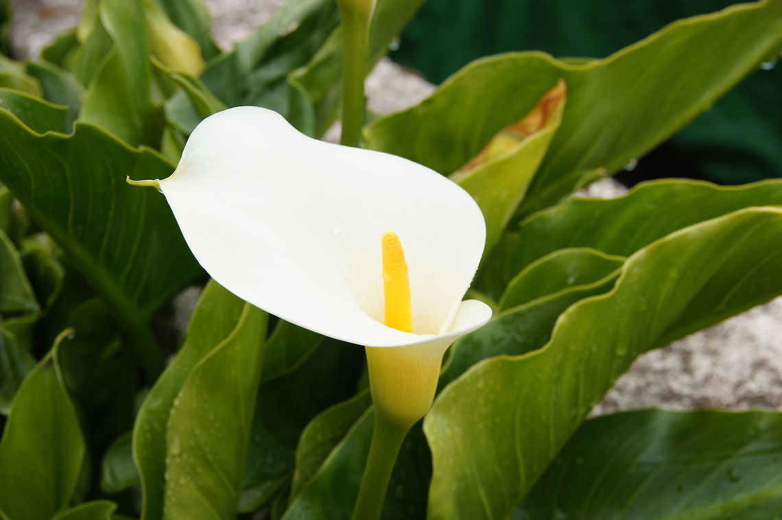 Single Arum Lily  Calla lily,Geotagged,Spain,Zantedeschia aethiopica
