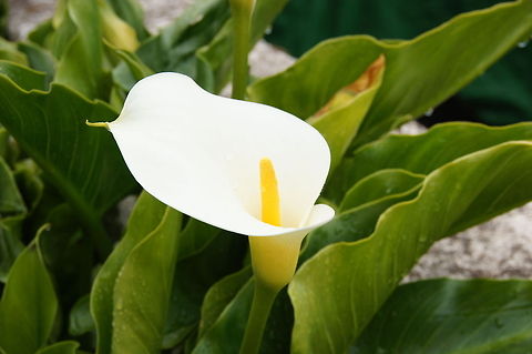 Single Arum Lily  Calla lily,Geotagged,Spain,Zantedeschia aethiopica