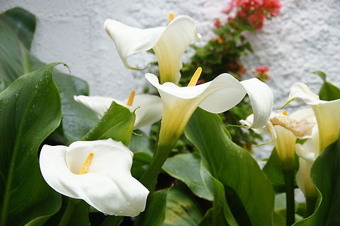 Arum Lily  Calla lily,Geotagged,Spain,Zantedeschia aethiopica