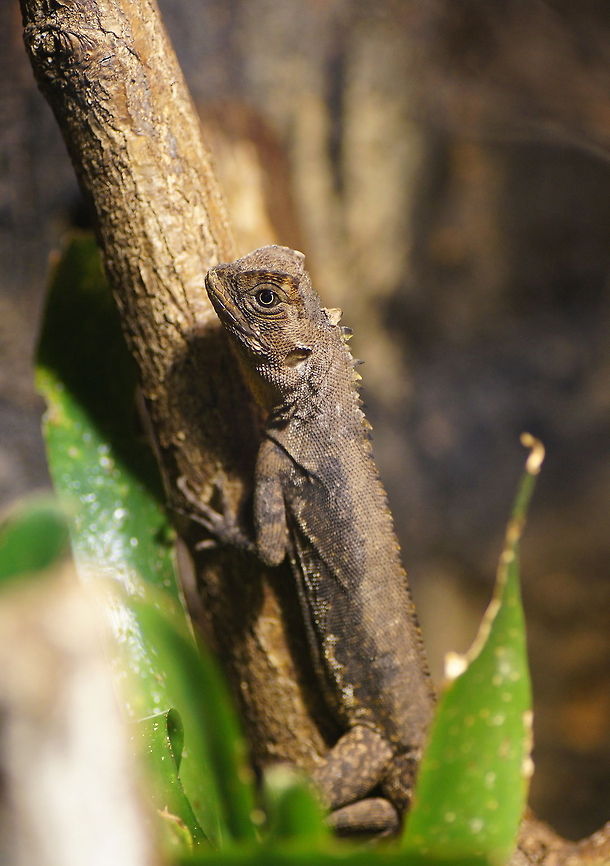 Brown Tree Climber Photo taken at animal park 'De oliemeulen'.<br />
Dutch name: Mopskopleguaan (Uranoscodon Superciliosus)<br />
No english wiki :( Geotagged,Mophead Iguana,Oliemeulen,The Netherlands,Uranoscodon superciliosus