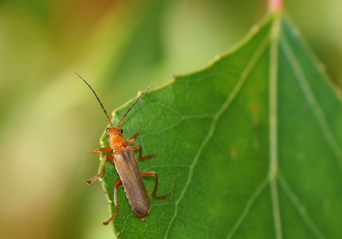 Soldier Beetle It is difficult to name the exact specie because they all look alike. Cantharis rufa,Geotagged,Soldier Beetle,The Netherlands