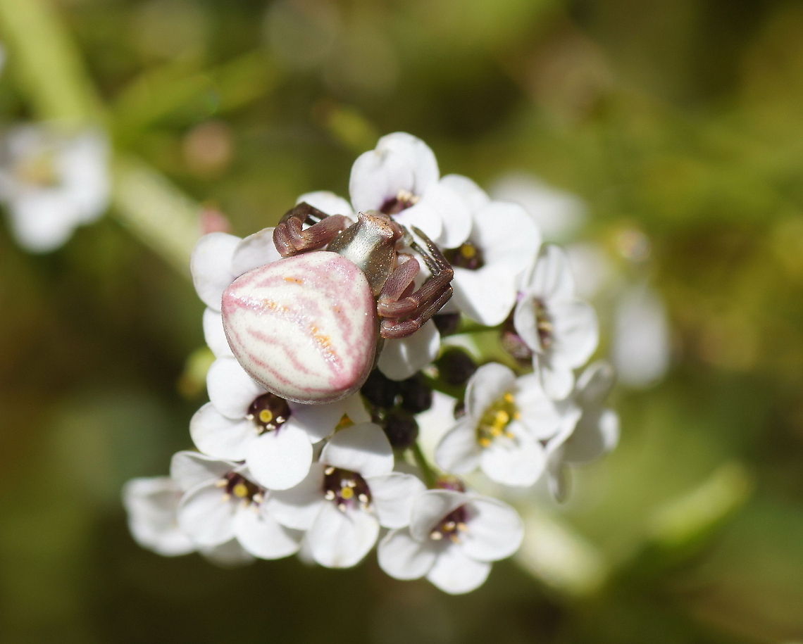 Flower crab spider The main prey for flower crab spiders are bees. The spider sits on a flower and waits for a bee to arrive. They have limited ability to change their body color to match the flower they are hunting from. Geotagged,Spain,Thomisus onustus