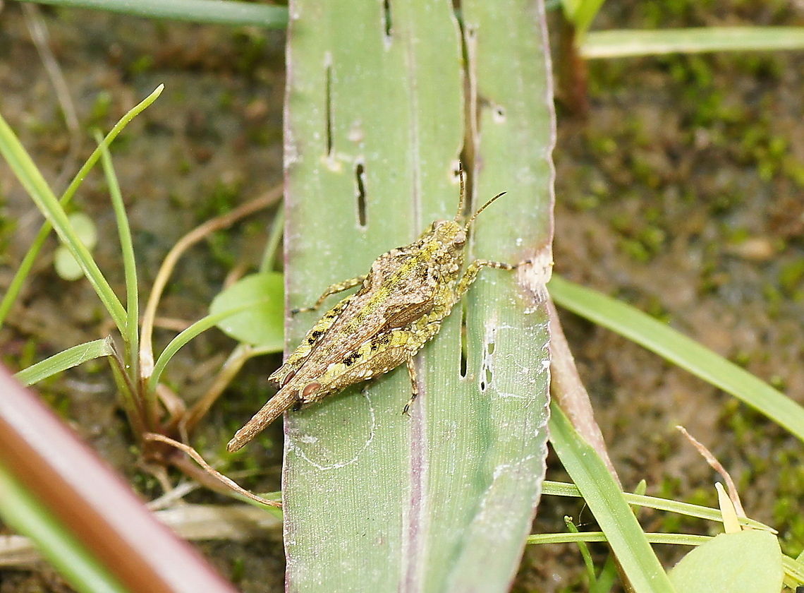 Cepero's groundhopper A groundhopper with very good camouflage.<br />
<br />
Dutch name: Zanddoorntje_(Tetrix_ceperoi) Geotagged,Tetrix ceperoi,The Netherlands