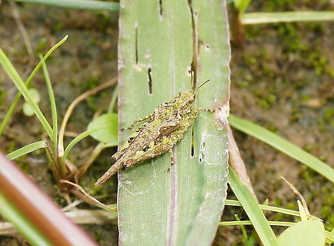 Cepero's groundhopper A groundhopper with very good camouflage.

Dutch name: Zanddoorntje_(Tetrix_ceperoi) Geotagged,Tetrix ceperoi,The Netherlands