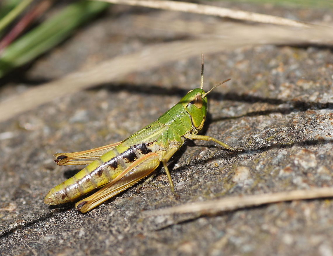 Meadow grasshopper on the sidewalk Dutch name: Krasser Chorthippus parallelus,Geotagged,Meadow grasshopper,The Netherlands