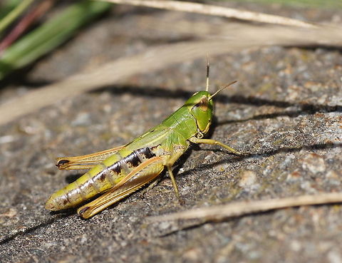 Meadow grasshopper on the sidewalk Dutch name: Krasser Chorthippus parallelus,Geotagged,Meadow grasshopper,The Netherlands