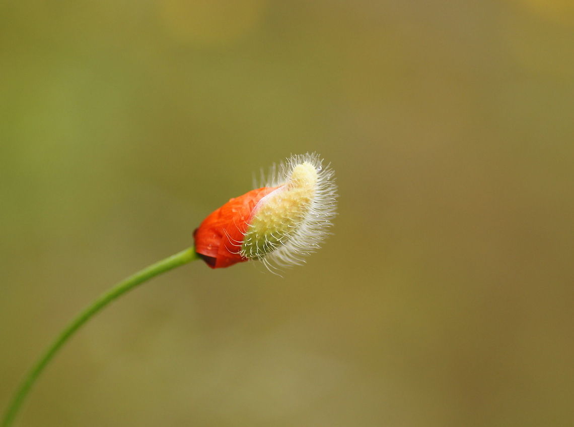 Large poppy ready to bloom  Geotagged,Papaver rhoeas,Spain