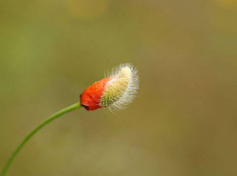 Large poppy ready to bloom  Geotagged,Papaver rhoeas,Spain