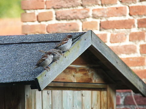 Three house sparrows on a garden house  Geotagged,House Sparrow,Passer domesticus,The Netherlands