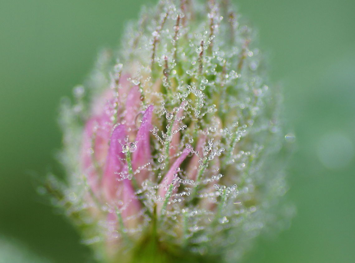 Morning dew on a red clover  Geotagged,The Netherlands,Trifolium pratense