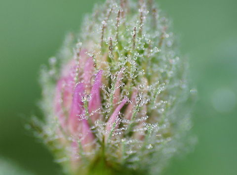Morning dew on a red clover  Geotagged,The Netherlands,Trifolium pratense