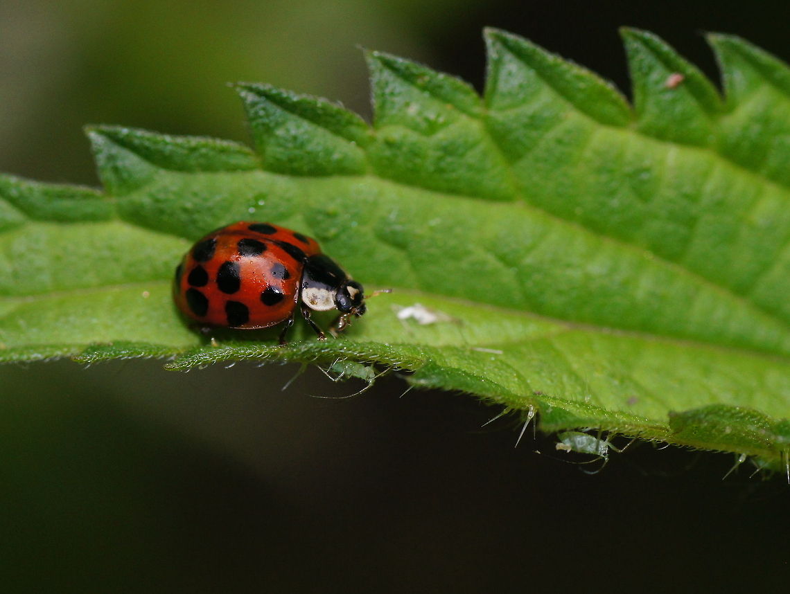 Harlequin ladybird and leaf aphids Aphids seem to playing hide-and-seek with this lady bug.<br />
<br />
I actually photographed the lady bug and saw the aphids at home. A very nice surprise. Geotagged,Harlequin ladybird,Harmonia axyridis,The Netherlands