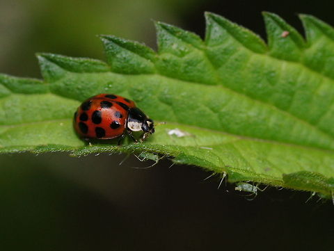 Harlequin ladybird and leaf aphids Aphids seem to playing hide-and-seek with this lady bug.

I actually photographed the lady bug and saw the aphids at home. A very nice surprise. Geotagged,Harlequin ladybird,Harmonia axyridis,The Netherlands