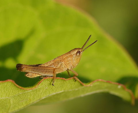 Meadow grasshopper in the evening sun Dutch name: Krasser Chorthippus parallelus,Geotagged,Meadow grasshopper,The Netherlands
