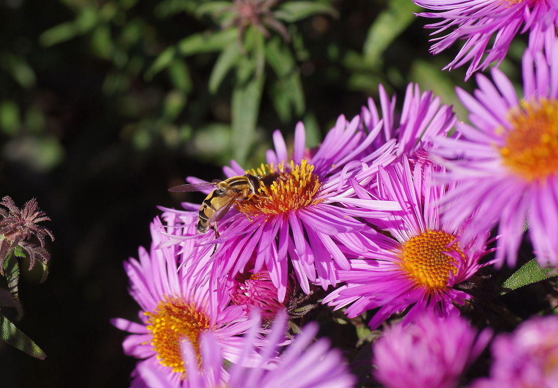 Helophilus hoverfly on aster Dutch description: Citroenpendelzweefvlieg (Helophilus Trivittatus) op Herfstaster (Symphyotrichum novi-belgii) Geotagged,Helophilus trivittatus,Marmalade Hoverfly,The Netherlands
