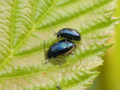 Alder leaf beetle Leaf beetles working on their family expansion

Dutch name: Elzenhaantjes (Agelastica Alni) Agelastica alni,Geotagged,The Netherlands