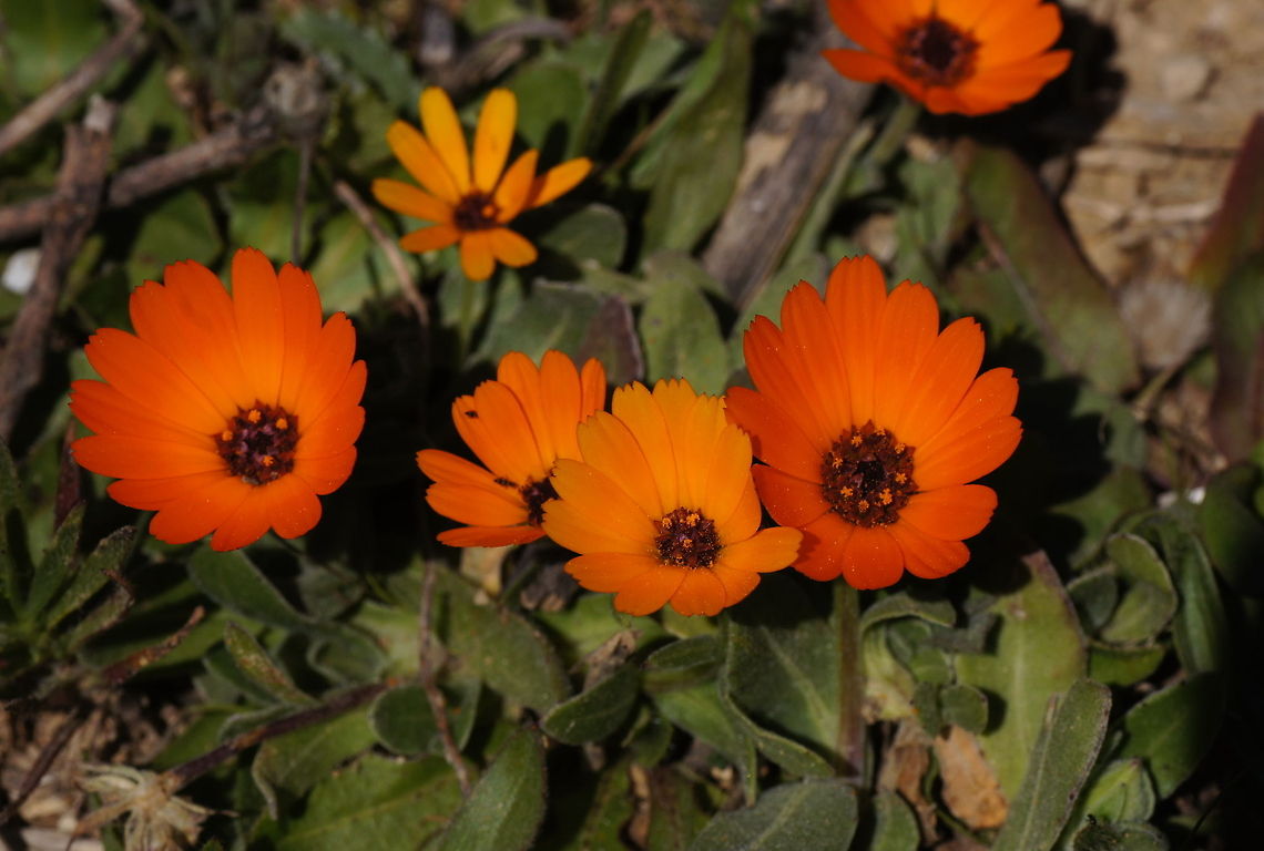 African Daisy During my visit in Morocco these daisy&#039;s where growing in all the borders, really giving a colorful touch everywhere. Dimorphotheca sinuata,Geotagged,Morocco