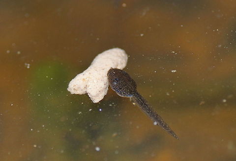 Common brown frog tadpole This tadpole is eating from a piece of fish-shaped cat food. Common frog,Geotagged,Rana temporaria,The Netherlands