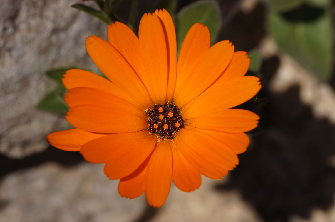 African Daisy  Arctotis stoechadifolia,Geotagged,Morocco