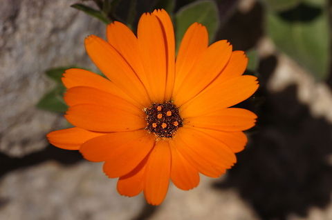 African Daisy  Arctotis stoechadifolia,Geotagged,Morocco