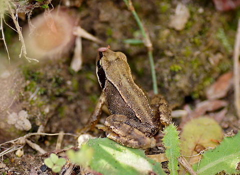 Juvenile brown frog  Common frog,Geotagged,Rana temporaria,The Netherlands