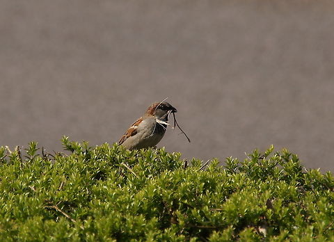 House Sparrow with nesting material  Geotagged,House Sparrow,Passer domesticus,The Netherlands