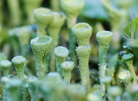 Lichen (Cladonia Fimbriata) Dutch name: Korstmos Cladonia Fimbriata,Cladonia fimbriata,Geotagged,The Netherlands
